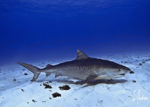 Emma tracking the scent of the slick created by our fish ... by Steven Anderson 